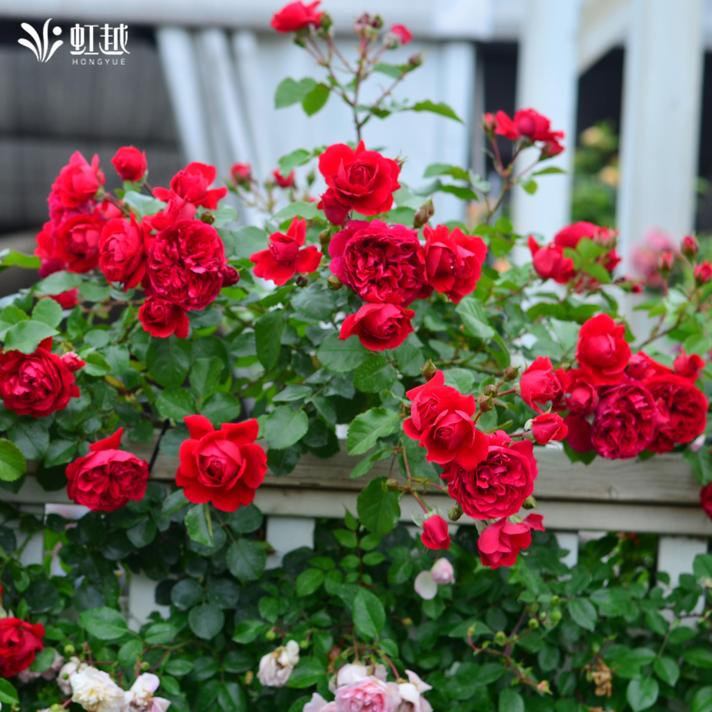 佛罗伦蒂娜月季藤本爬藤四季庭院开花大小花苗盆栽虹越大红月季花