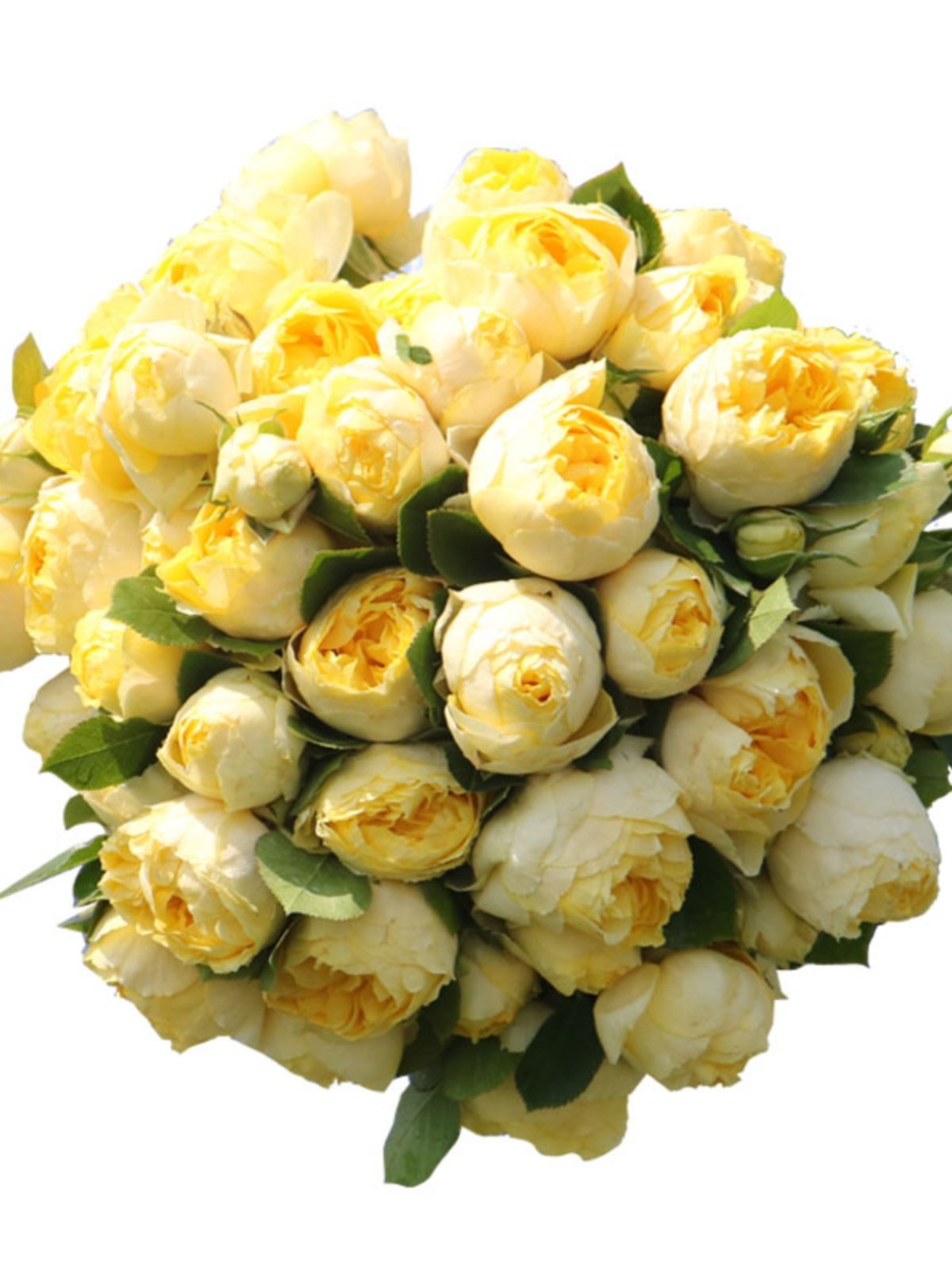 金丝雀月季花大苗浓香阳台露台微月盆栽四季开特大花卉植物玫瑰花