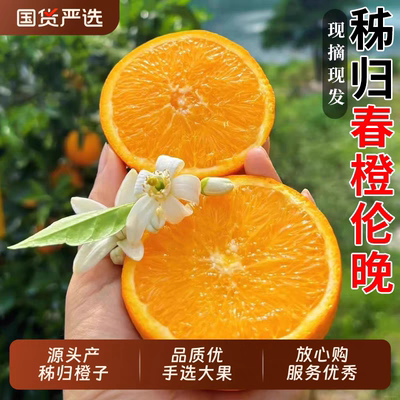 伦晚春橙 树上现摘现发 脐橙 当季新鲜橙子 三峡秭归橙  饱满多汁
