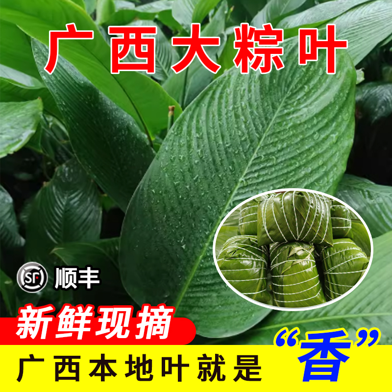 新鲜现摘粽叶广西大粽叶大号码海南柊叶非箬叶广东包邮冬叶粽叶