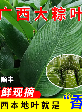 新鲜现摘粽叶广西大粽叶大号码海南柊叶非箬叶广东包邮冬叶粽叶