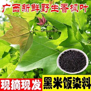 枫叶新鲜枫香叶枫树叶广西五色糯米饭花米饭植物染料乌米饭材料