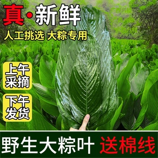 广西野生大粽叶大肉粽广东冬叶野生农家新鲜端午节裹蒸柊叶年粽叶