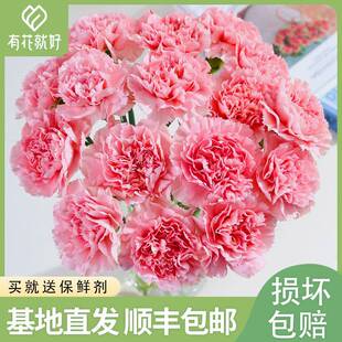 康乃馨鲜花云南基地直发鲜切花昆明直批室内家用水养插花20枝花束