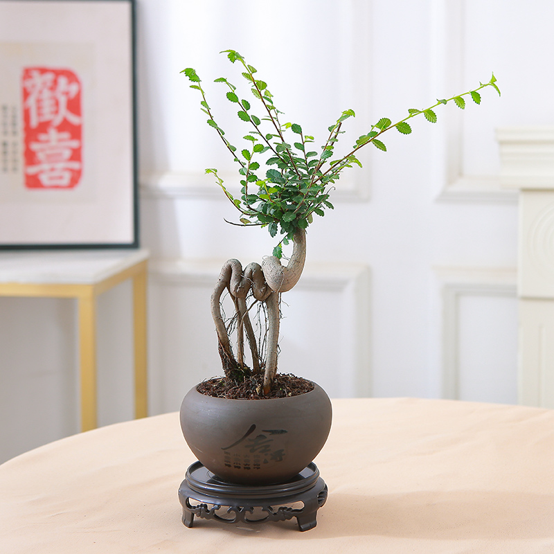 小叶榆树盆景老桩飘枝造型盆栽室内客厅阳台庭院绿植四季常青植物