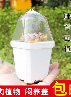 加厚小黑方彩方大方透明闷养盖多肉PP生石花玉露十二卷方盆保温罩