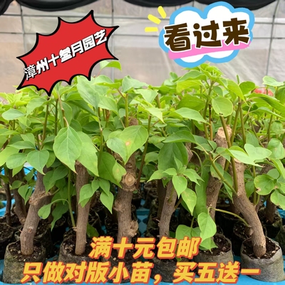 三角梅袋苗（满十元包邮）终身包对版买五送一绿植开花易