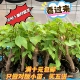 终身包对版 包邮 买五送一绿植开花易 满十元 三角梅袋苗