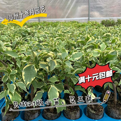 三角梅袋苗（终身包对版买五送一绿植开花易