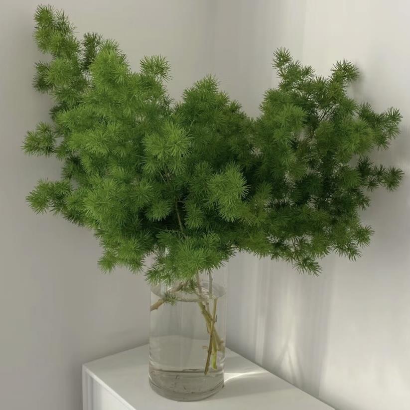 【云花甄选】绿色蓬莱松鲜切枝室内绿植家居装饰水养云南直发顺丰