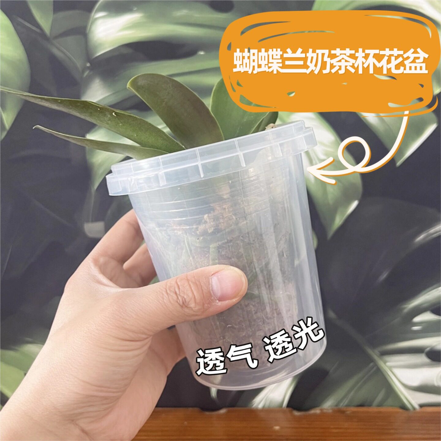 奶茶杯蝴蝶兰花盆透明青