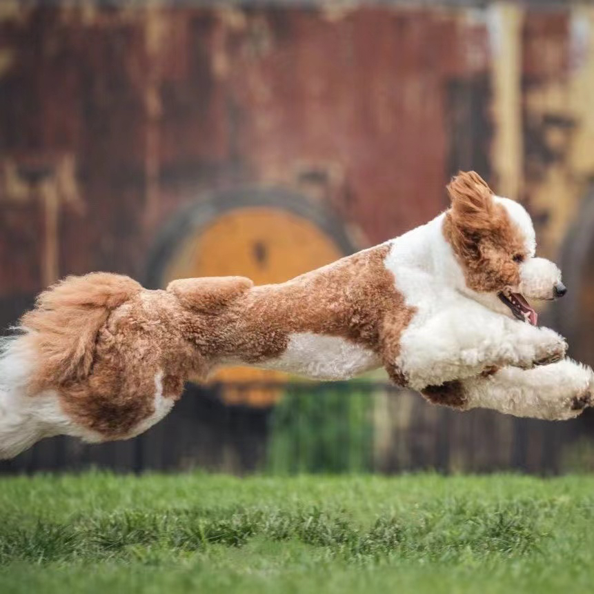 纯种巨贵犬幼犬纯巨型贵宾犬活体宠物狗狗泰迪灰色花色