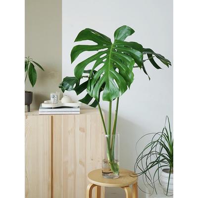 植物私生活 龟背竹水培鲜切绿植 大叶片老桩 夏季水培好心情