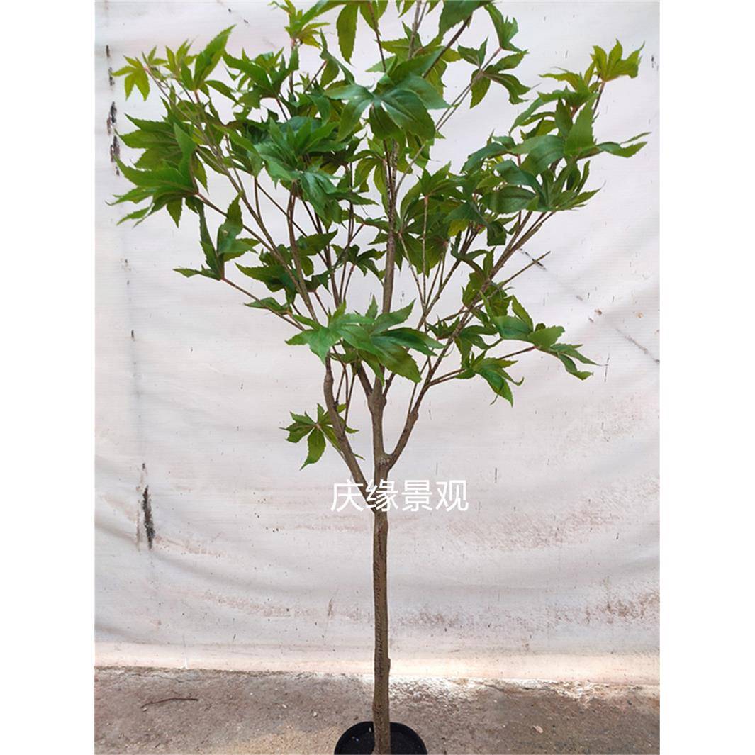 仿真蓖麻树乌桕树紫荆树假树农家乐落地盆栽植物室内景池造景庭院