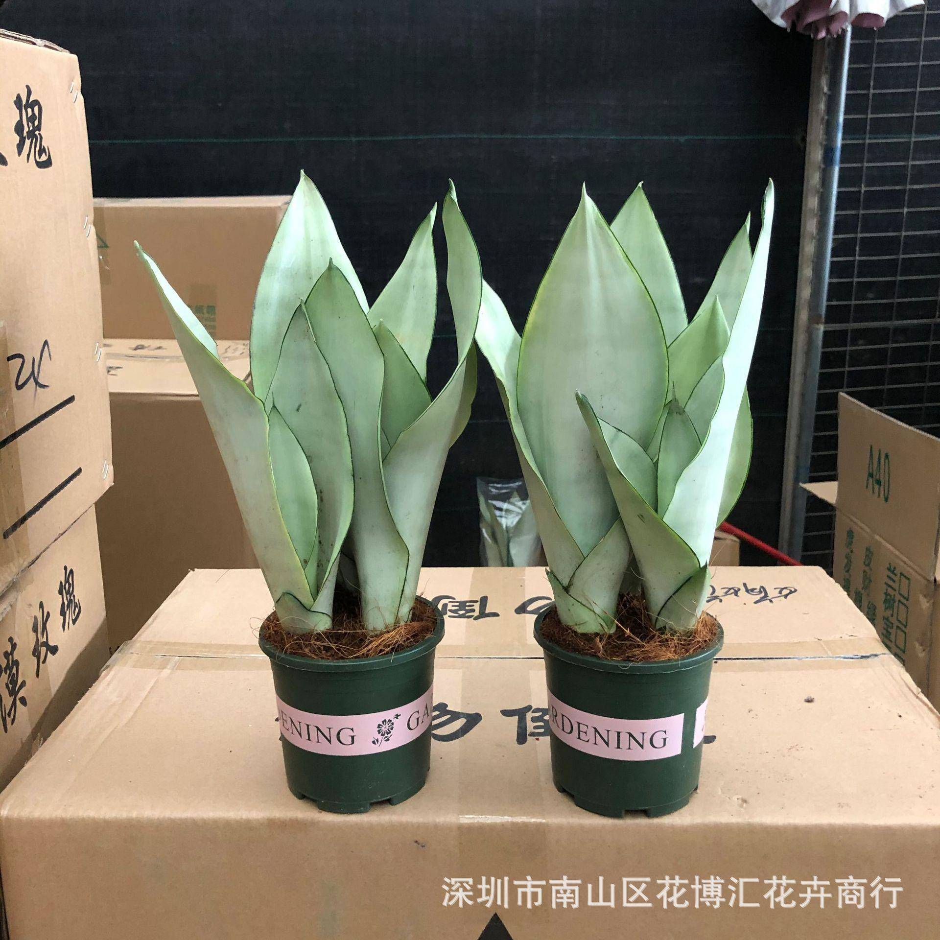 办公室内外多年生草木观叶虎尾兰白玉虎皮兰盆栽观赏绿植