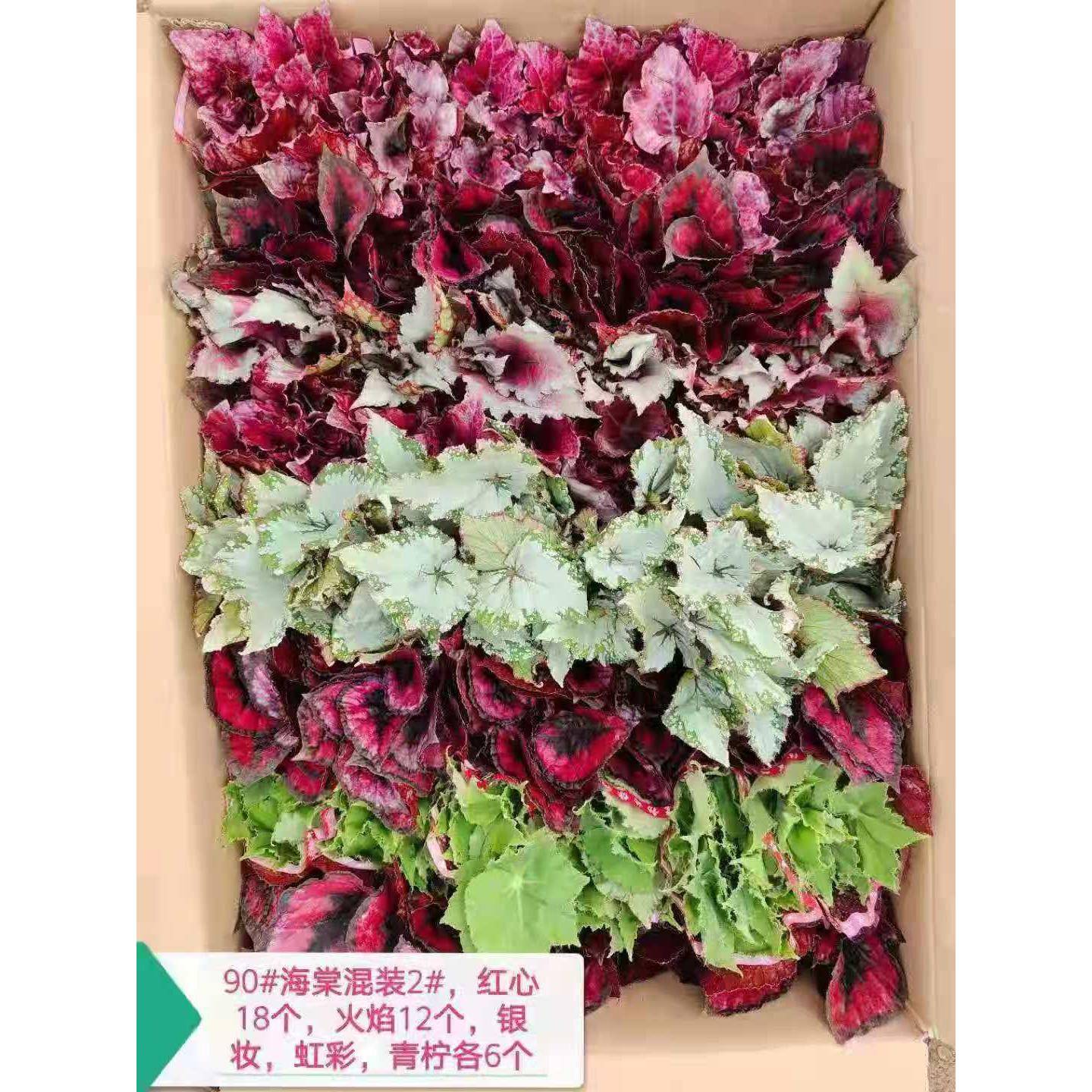 基地直销观赏花卉植物居家花卉小植物盆栽观叶海棠混装