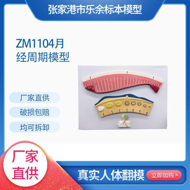 供应ZM1104月经周期模型生物教学模型带底座医患交流模型现货