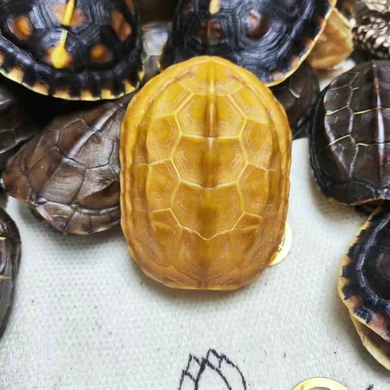 龟壳完整真品便宜天然草龟甲文玩富甲手把件摆件9.9蝴蝶流水