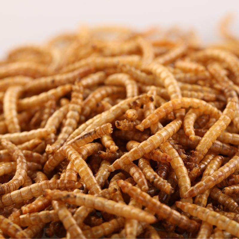 狗粮猫粮饲料微波烘干设备 多种饲料加热干燥机 猫砂干燥生产线,机械设备,干燥机/干燥箱/烘干机,淘宝优惠券,粉丝福利购,淘宝优惠卷