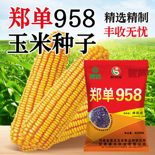 郑单958杂交玉米种子高产抗倒