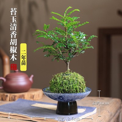 现货清香胡椒木迷你小盆栽桌面办公室水培植物苔藓球绿植室内外驱