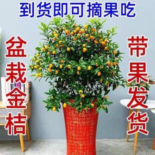 金桔盆栽可食用桔子树观赏室内南北方四季阳台庭院种植带果发货