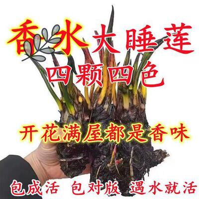 香水睡莲花鱼缸睡莲根块带花苞四季盆栽水培植物庭院大小睡莲花苗