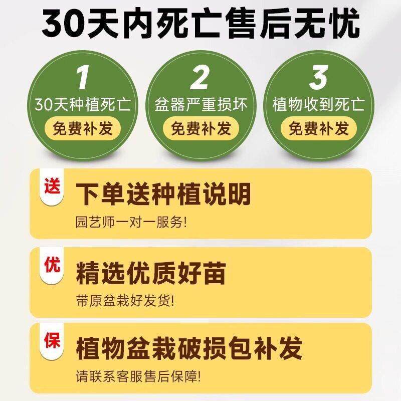 金钱榕盆栽公室大型发财树摇钱树乔迁之喜室内客厅绿植招财榕树