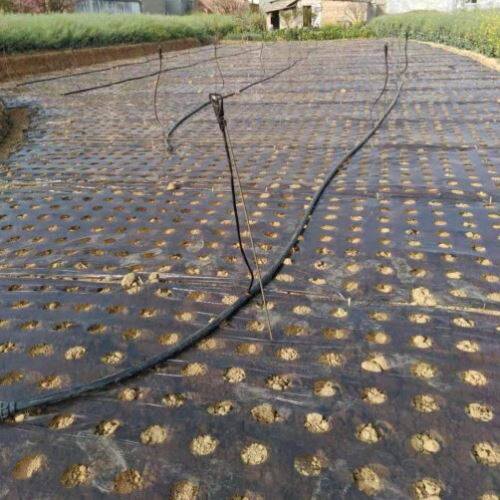 打孔地膜农用种植带孔农膜地膜反光地膜大棚塑料玉米蔬菜大葱地膜,农机/农具/农膜,农用薄膜,淘宝优惠券,粉丝福利购,淘宝优惠卷