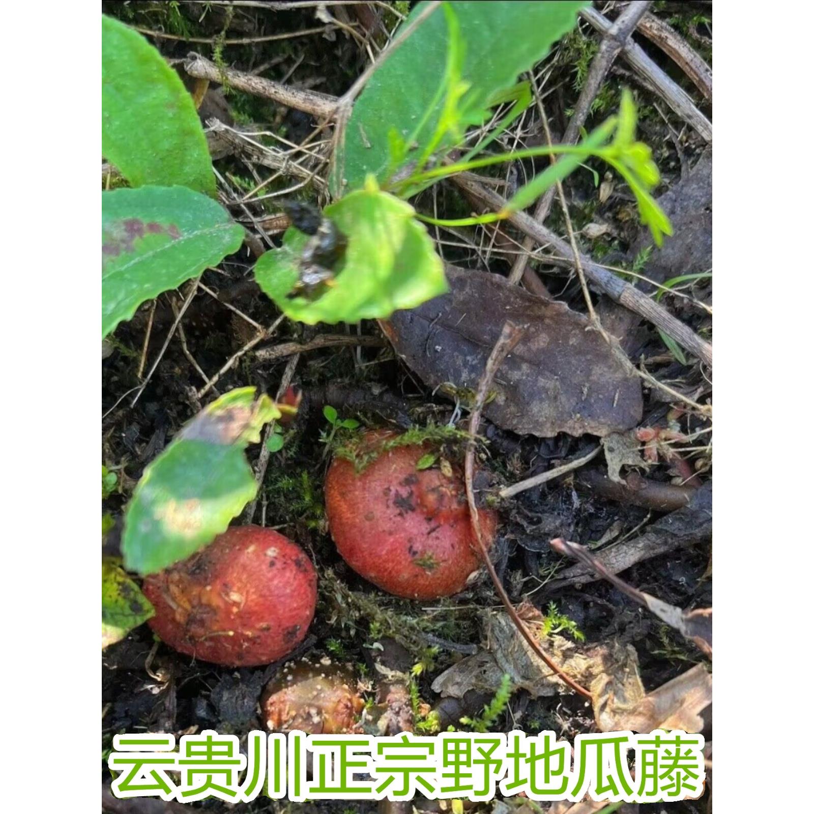野地瓜藤苗盆栽云贵川童年地石榴苗果子地枇杷地果泡儿藤苗根
