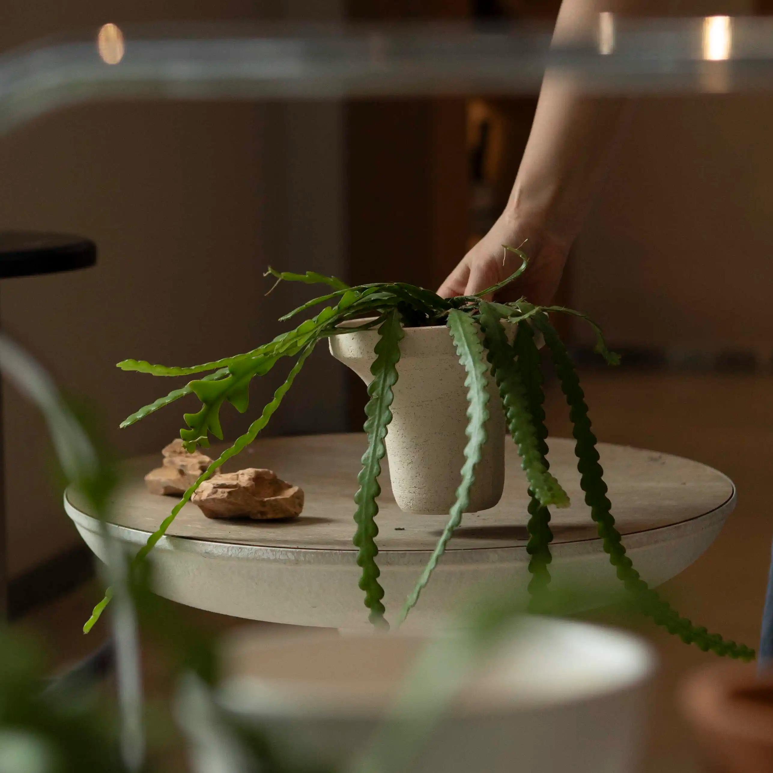 大地植物鱼骨令剑昙花开花小众ins风盆栽阳台室内养护四季常绿