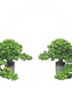 中仿真绿植软装盆景迎所客松家居室内装饰酒厅店MP00163会餐式电