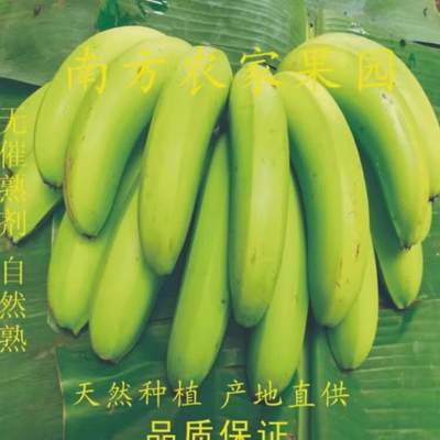 天天特价新鲜香蕉 新鲜banana新鲜水果现采鲜蕉包邮