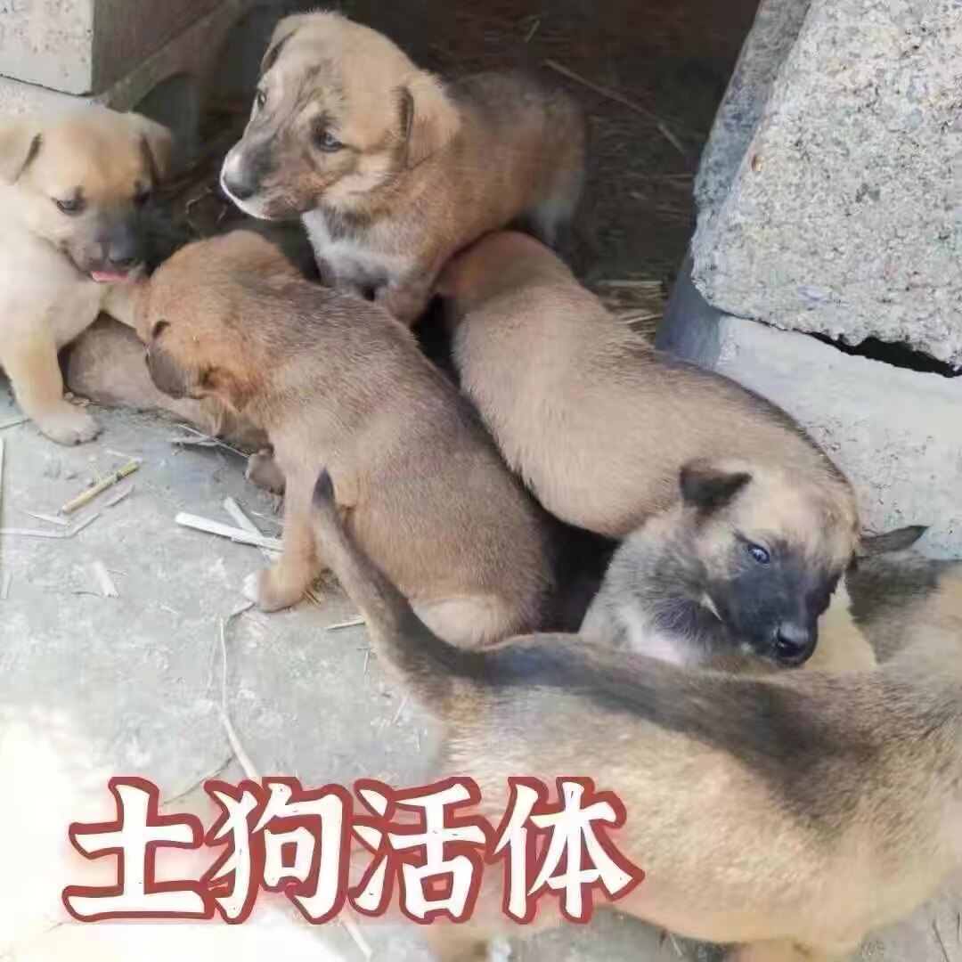 家用活物土狗活体中华田园犬大黄狗幼崽狗崽子狗苗肉狗看家护院犬