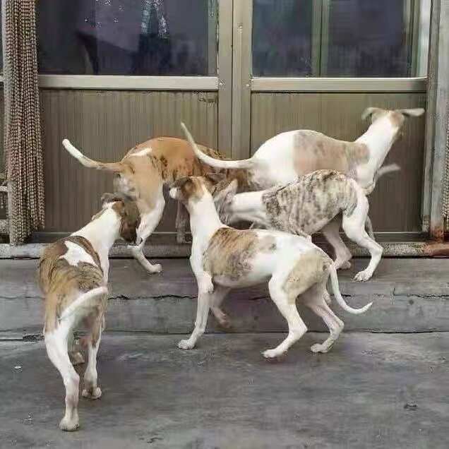 格力犬纯种灵缇犬活体细犬格惠犬慧比特犬猎兔犬幼犬直播选狗