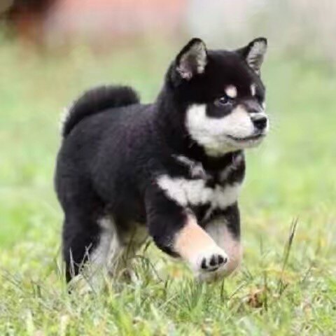 四眼小黑狗铁包金田园犬幼崽正宗四眼土狗广西土猎犬4眼狗