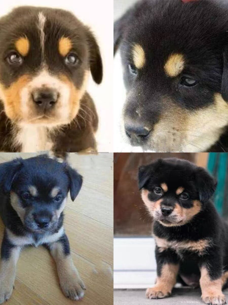 四眼小黑狗铁包金幼崽正宗活物四眼中华田园犬四眼土狗看家护院狗