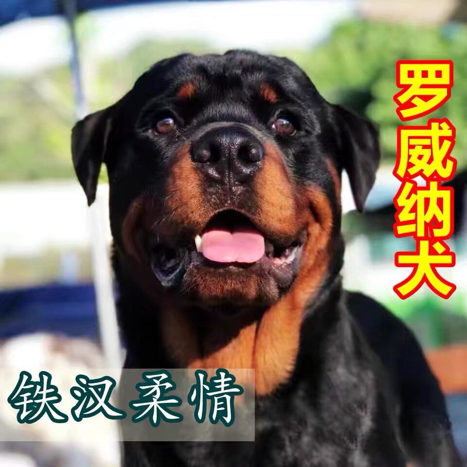 罗威纳犬幼犬活体大型警犬家庭护卫犬大头罗威纳犬德牧犬混血犬