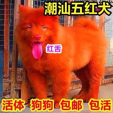 潮汕五红犬五黑犬狗崽狗狗虎斑红色土狗土猎犬中华田园犬活体幼犬