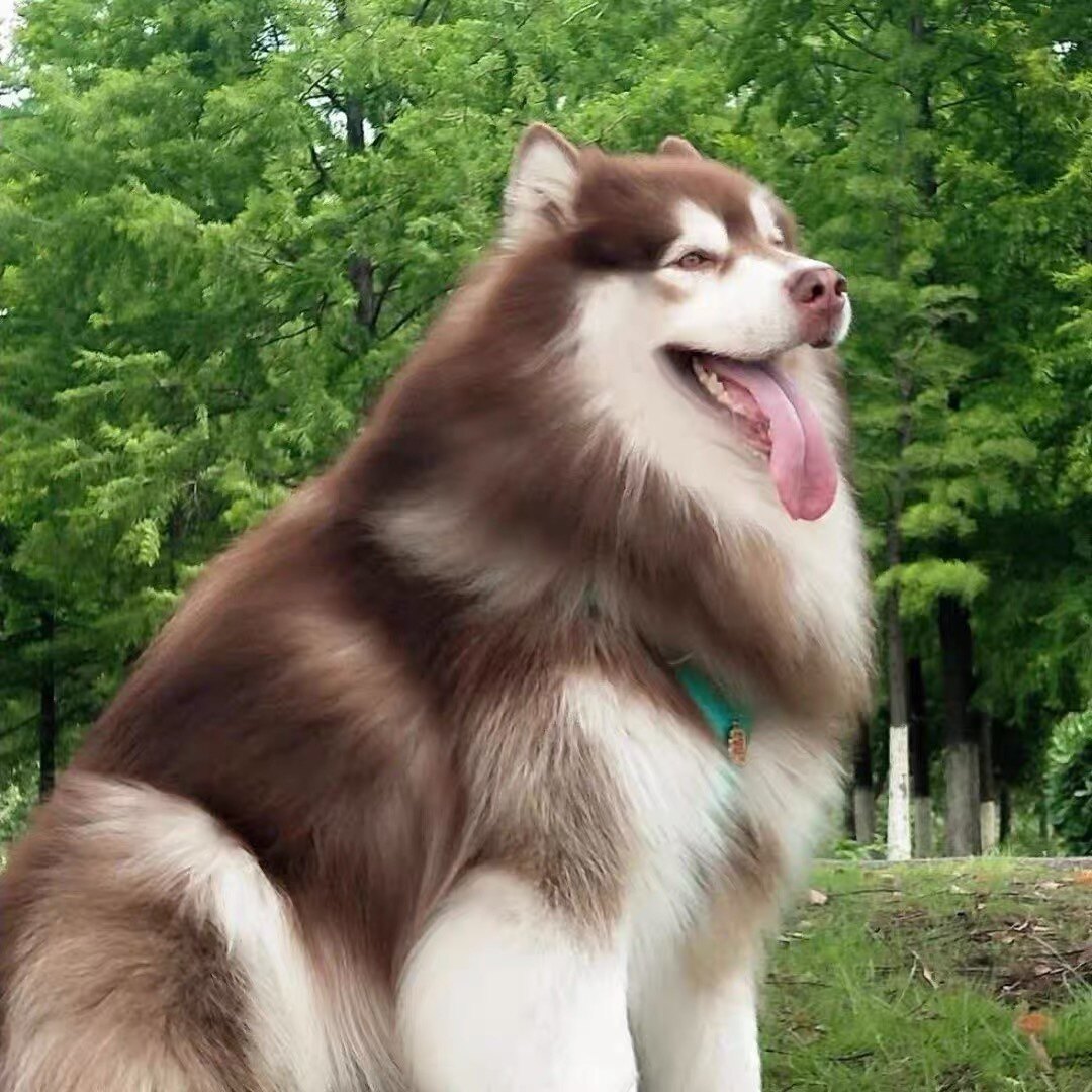 阿拉斯加幼犬纯种双眼皮黑白色红棕色活体哈士奇宠物小狗陪伴家庭