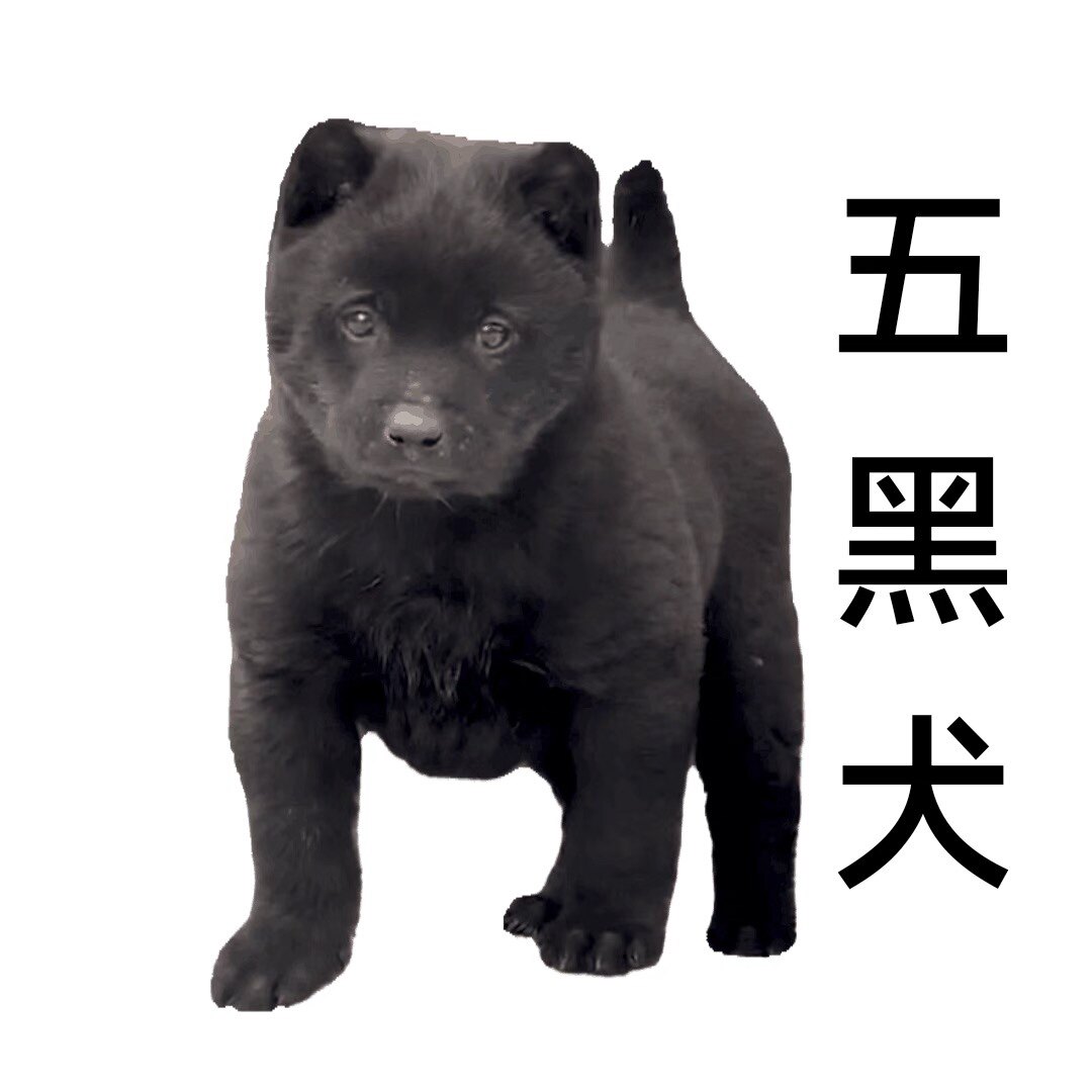 纯种广西五黑犬幼犬中华田园犬土狗黄狗白面金钱尾四眼铁包金幼崽图片