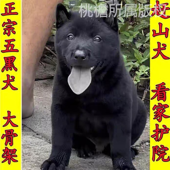 五黑犬活体广西土猎犬赶山犬中华田园犬纯黑便宜看家护院活物狗狗