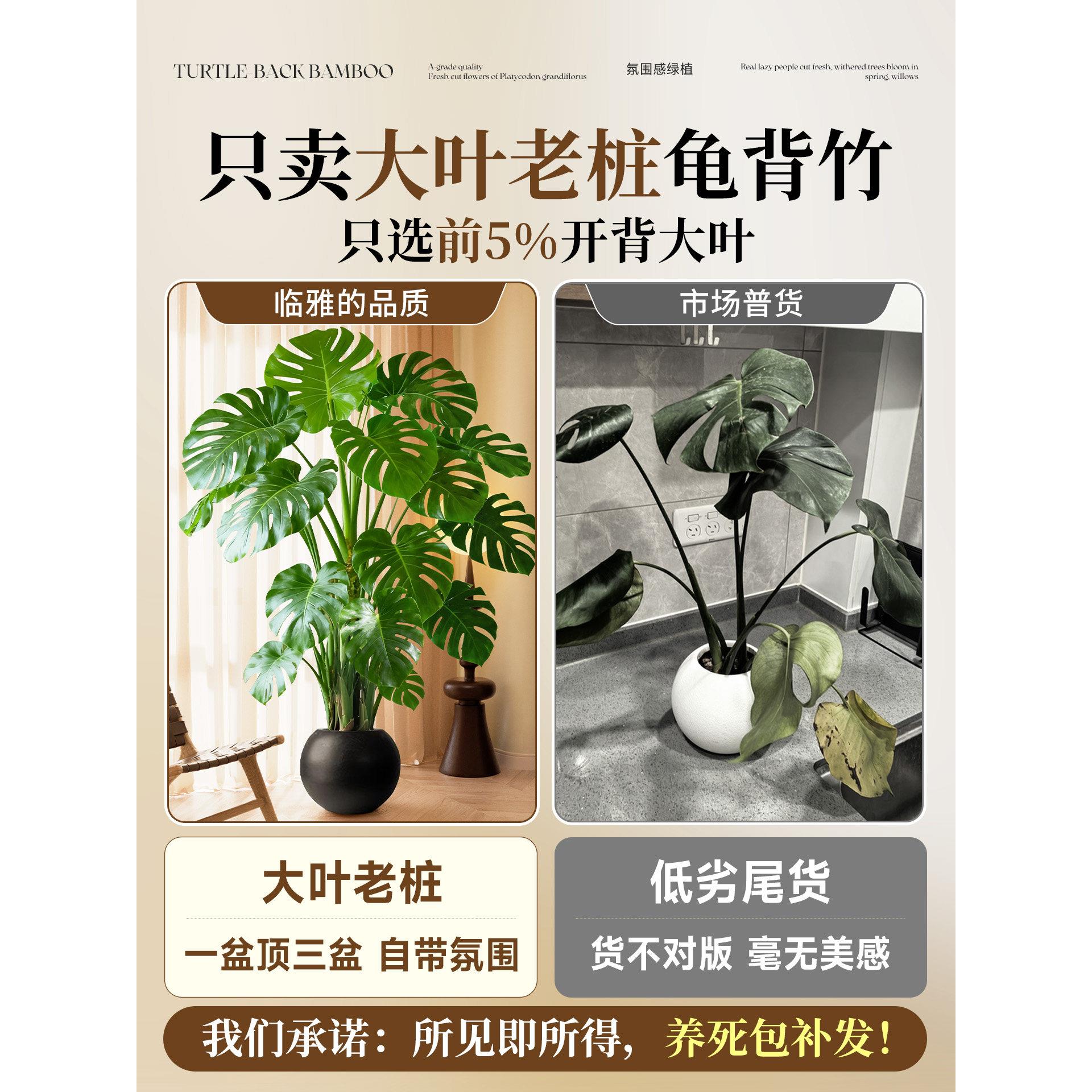 客龟背竹厅绿植高感室s特级大内好大型盆栽大叶老桩落地植物盆景