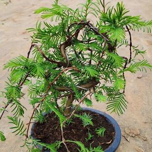 水盆景室内绿植杉物羽杉盆栽客厅阳台老桩面桌花苗庭院水落杉YYJ