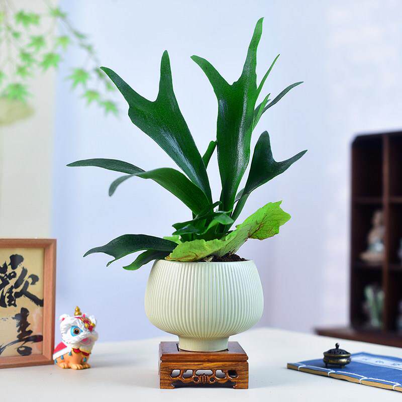 厅鹿角蕨二室歧盆栽绿植观叶内家办公居客好养植物美340化桌面盆