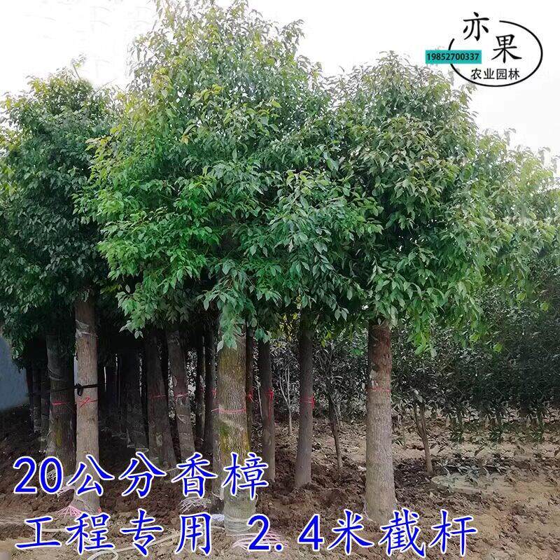 香樟苗北树苗木WNA树大树小叶香樟四季常青驱蚊虫南方种庭院风景