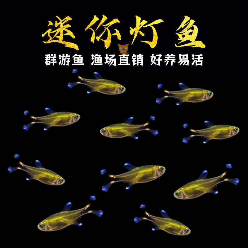 速发迷你灯鱼满型星热带观赏小天红绿灯草缸灯游群科鱼包邮观赏鱼