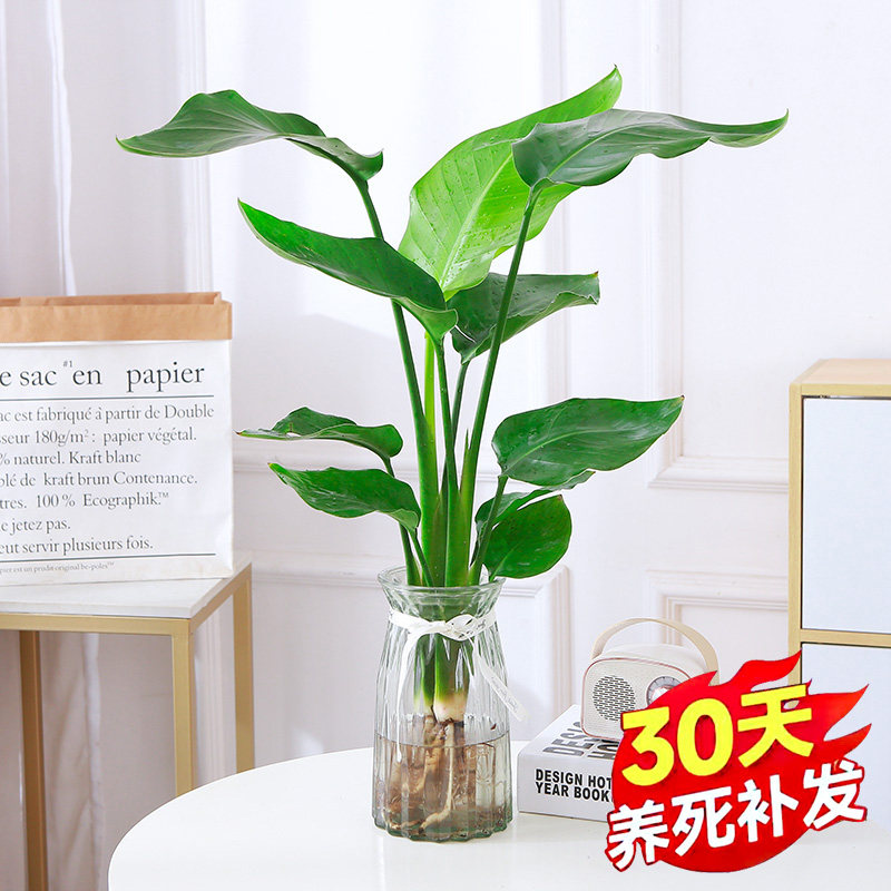 速发栽培鸟植物风桌面小绿绿鲜活鹤望兰盆水植植室内客厅花卉