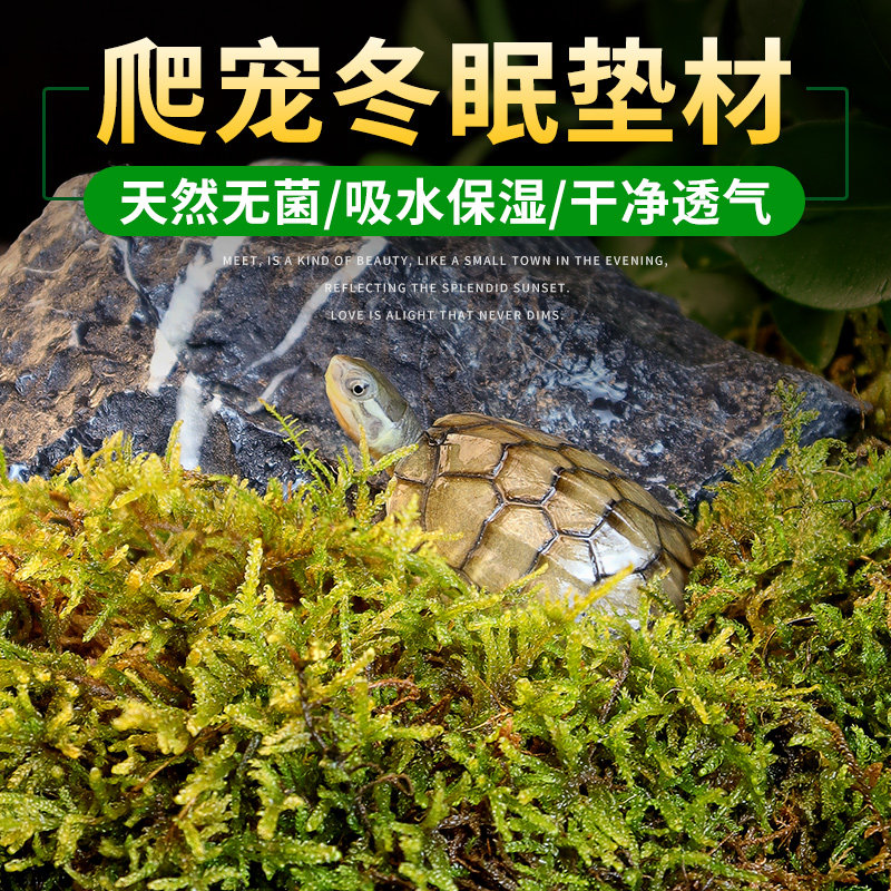 速发纯干苔藓乌龟过冬眠用品育宫蜥蜴守苗爬湿干水苔保宠造景垫材