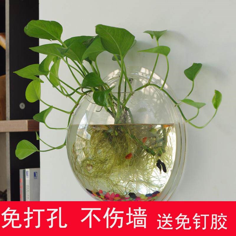 速发贴墙水培花盆绿萝植物客厅墙上壁挂装饰创意壁挂篮吊兰悬挂式